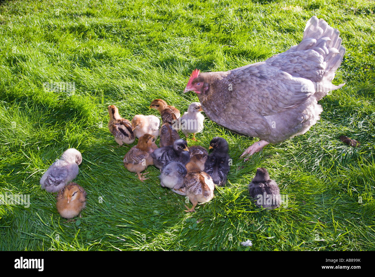 La mère poule avec poussins sous une semaine issues des œufs pondus par plus d'une poule de l'alimentation des cultures plein Banque D'Images