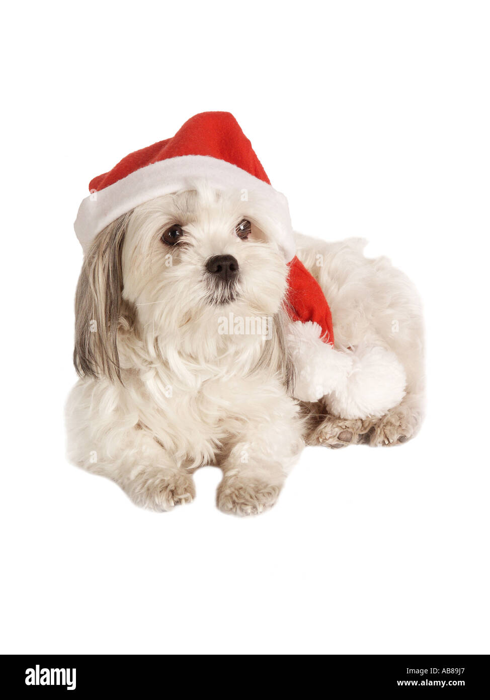 Chien domestique (Canis lupus f. familiaris), avec le Père Noël cap Banque D'Images
