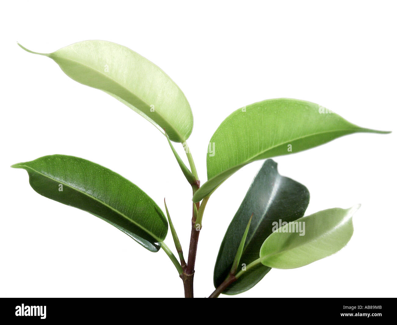 Arbre à caoutchouc, arbre à caoutchouc indien (Ficus elastica), leafage Banque D'Images