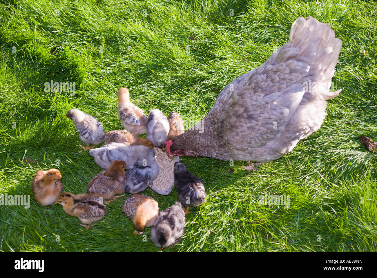 La mère poule avec poussins sous une semaine issues des œufs pondus par plus d'une poule de l'alimentation des cultures plein Banque D'Images