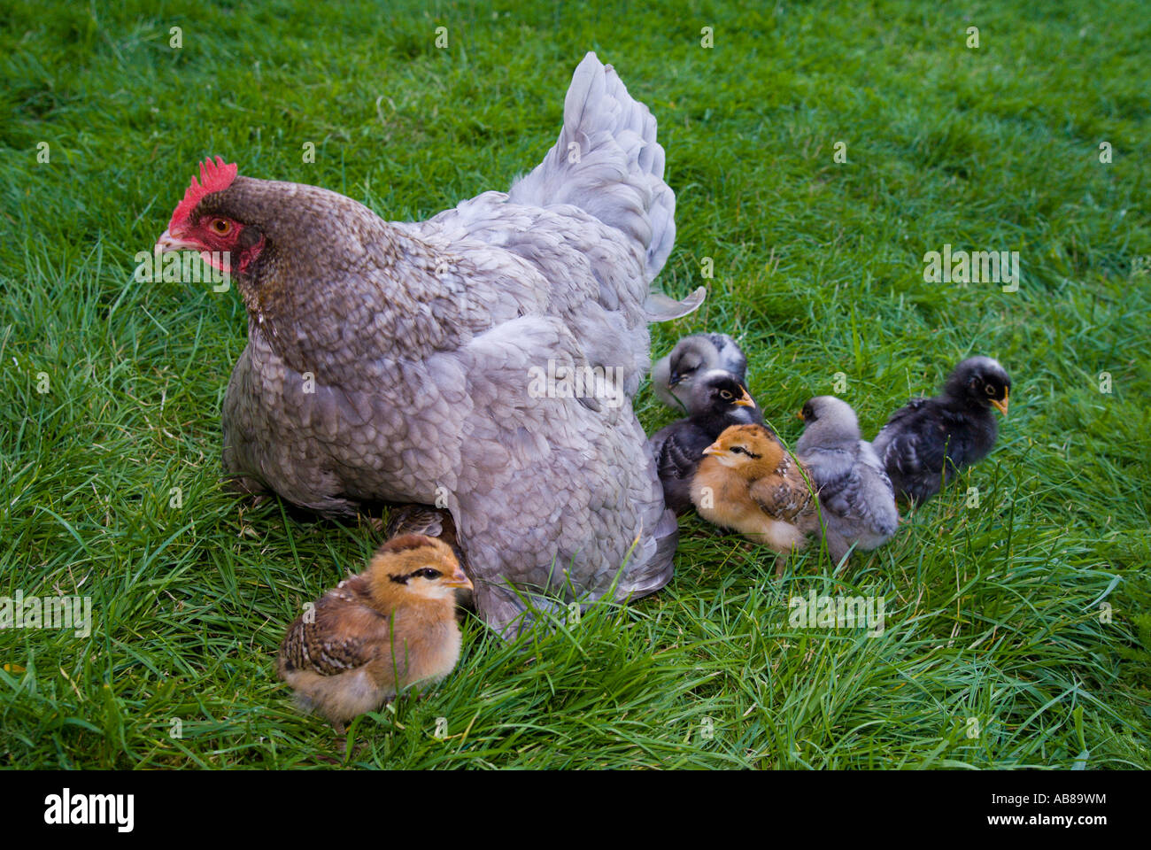 La mère poule avec poussins sous une semaine issues des œufs pondus par plus d'une poule de l'alimentation des cultures plein Banque D'Images