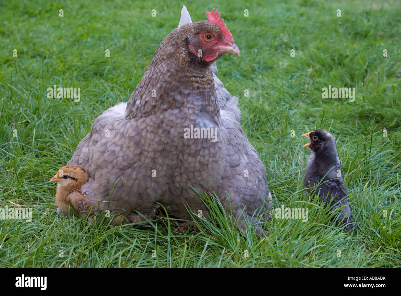 La mère poule avec les poussins de moins d'une semaine - cheeping pour l'attention de maman Banque D'Images