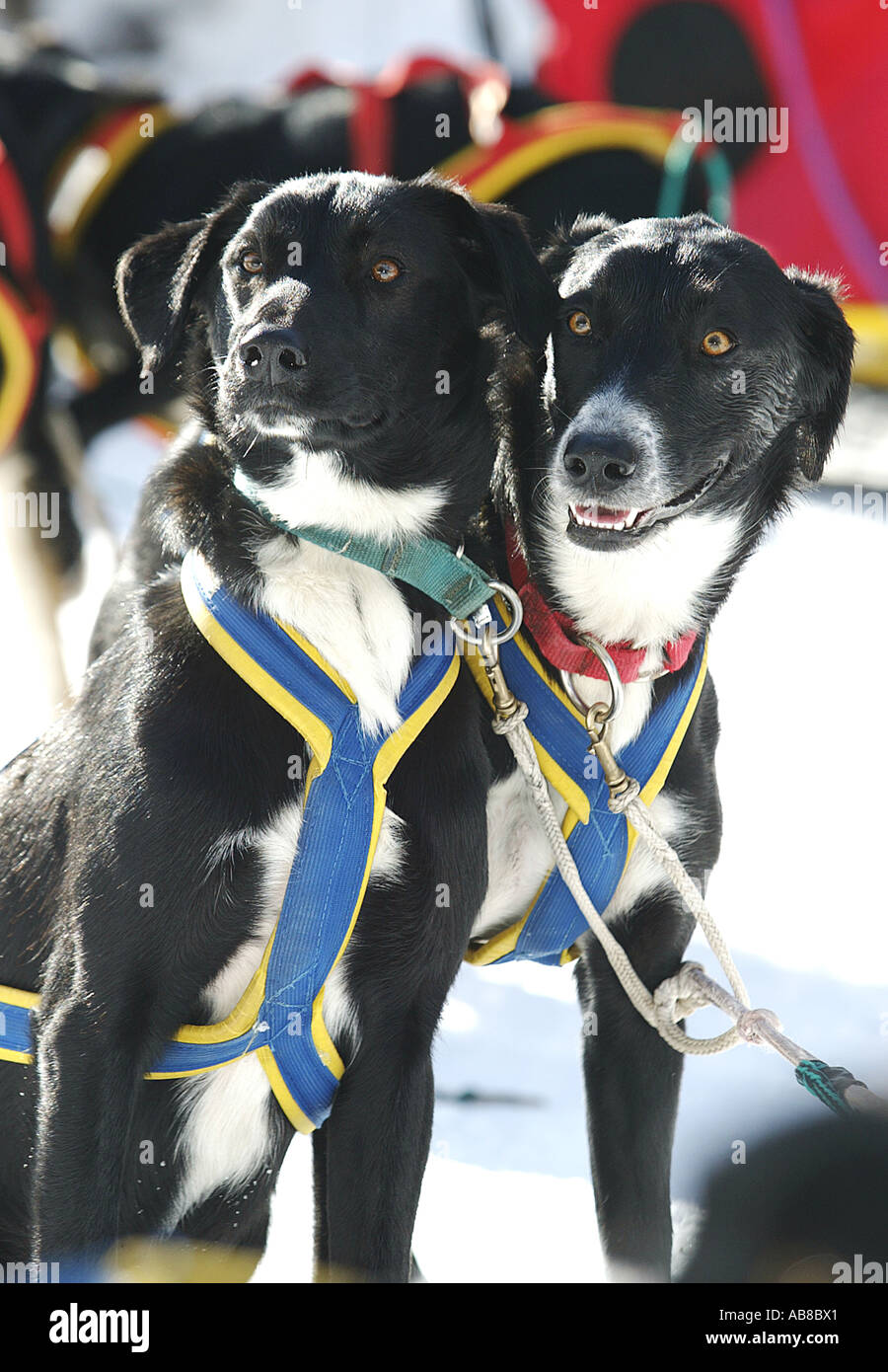 Huskies d'Alaska (Canis lupus f. familiaris), deux animaux assis à côté de l'autre, Alpentrail 2004, l'Italie, Cortina d'Ampezzo Banque D'Images