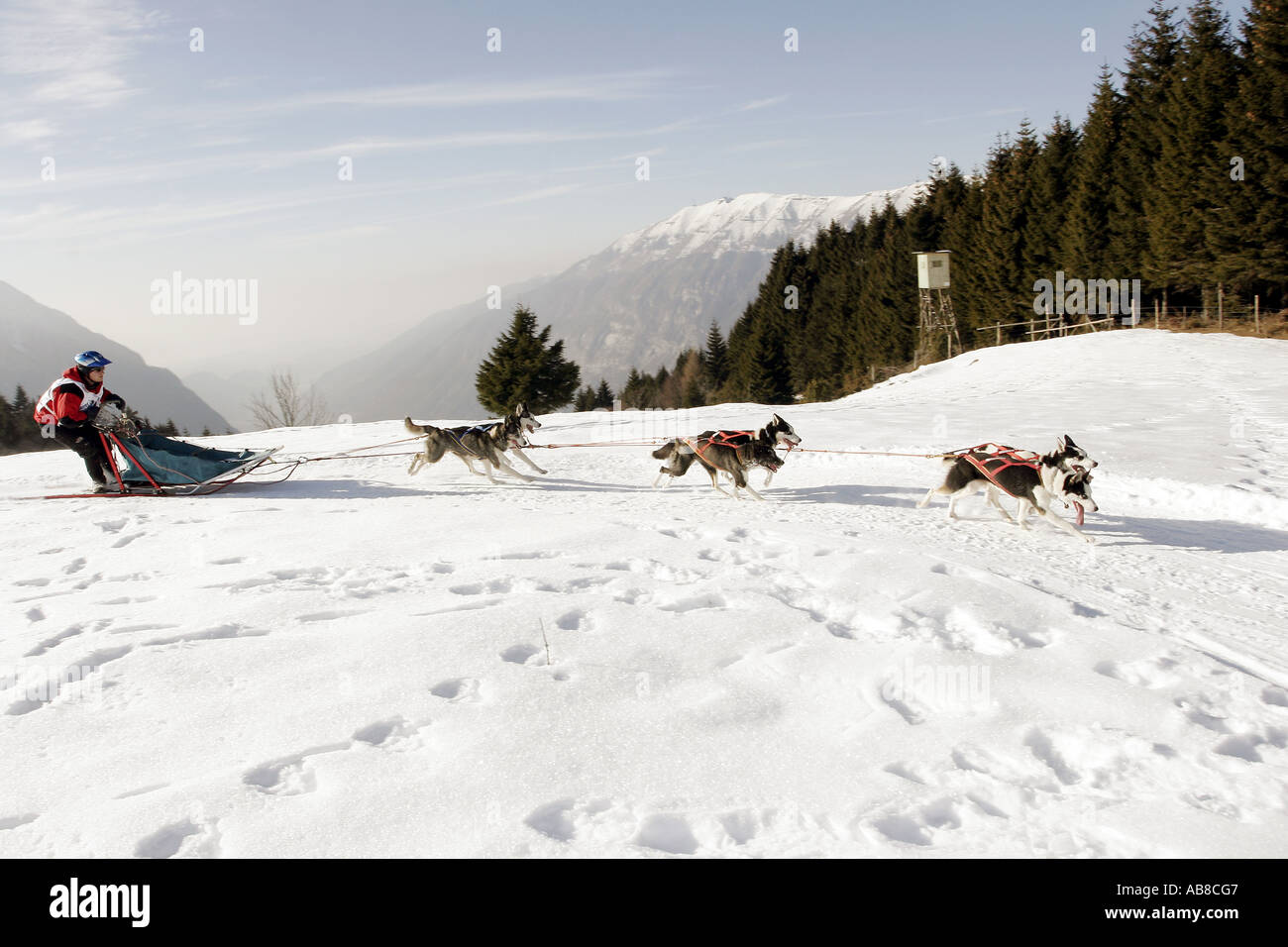 Husky de Sibérie (Canis lupus f. familiaris) Alpentrail, 2004, Italie Banque D'Images