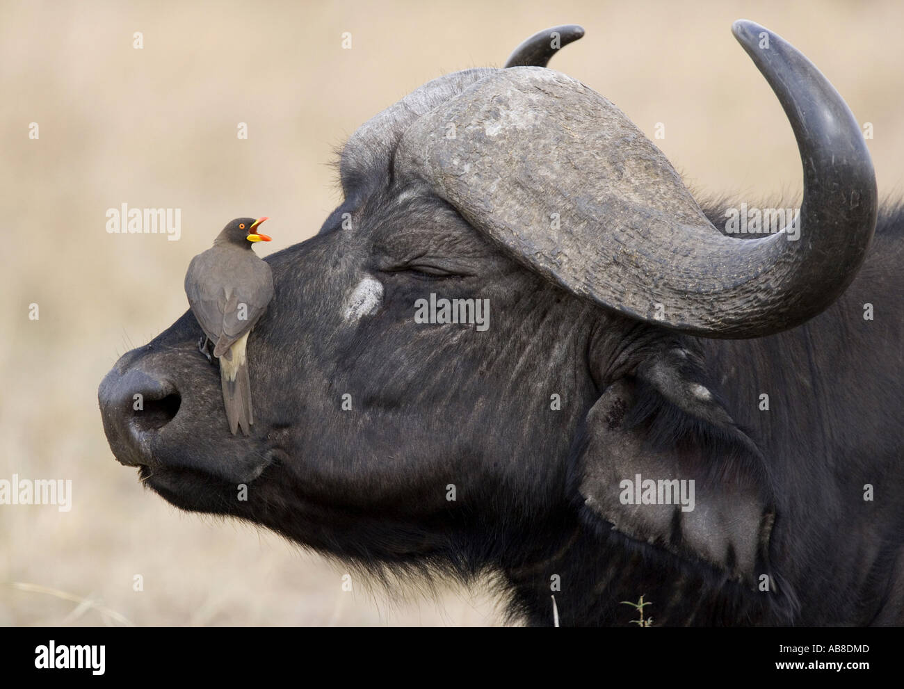 Buffle d'Afrique (Syncerus caffer), portrait, Kenya Banque D'Images