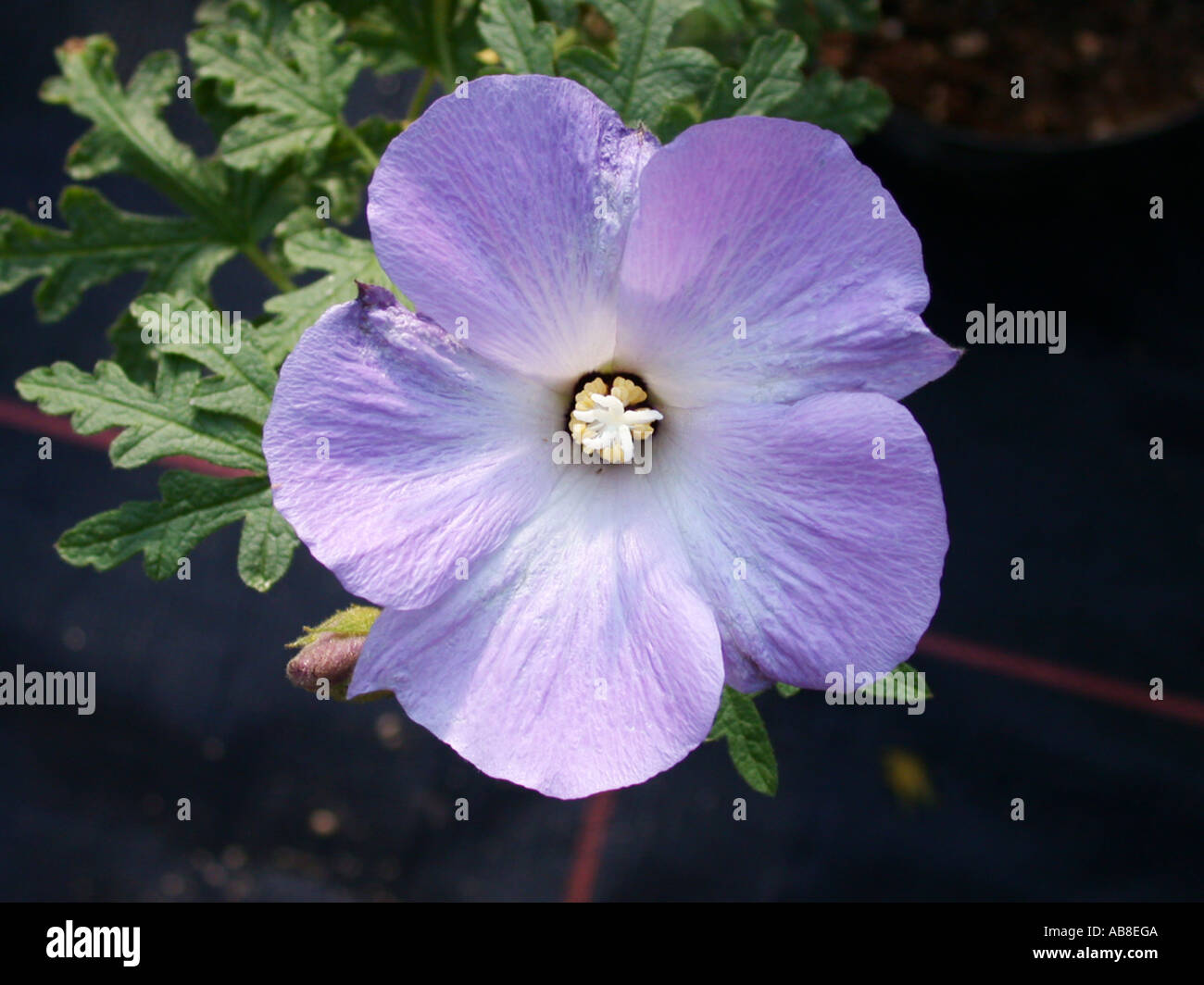 Alyogyne huegelii (hibiscus bleu), fleur Banque D'Images