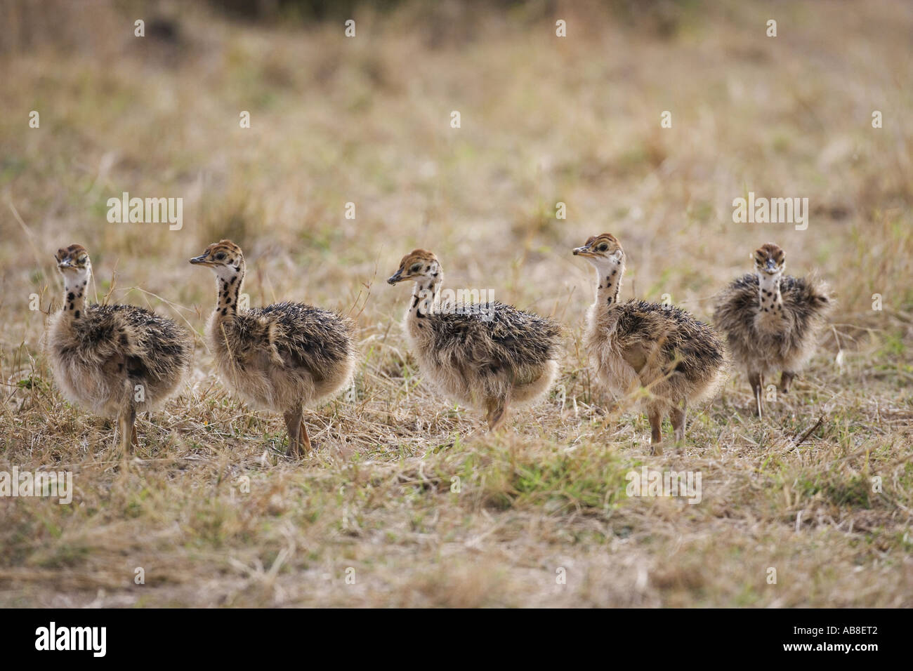 Autruche (Struthio camelus), des poussins dans les savanes, Kenya, Masai Mara National Park Banque D'Images