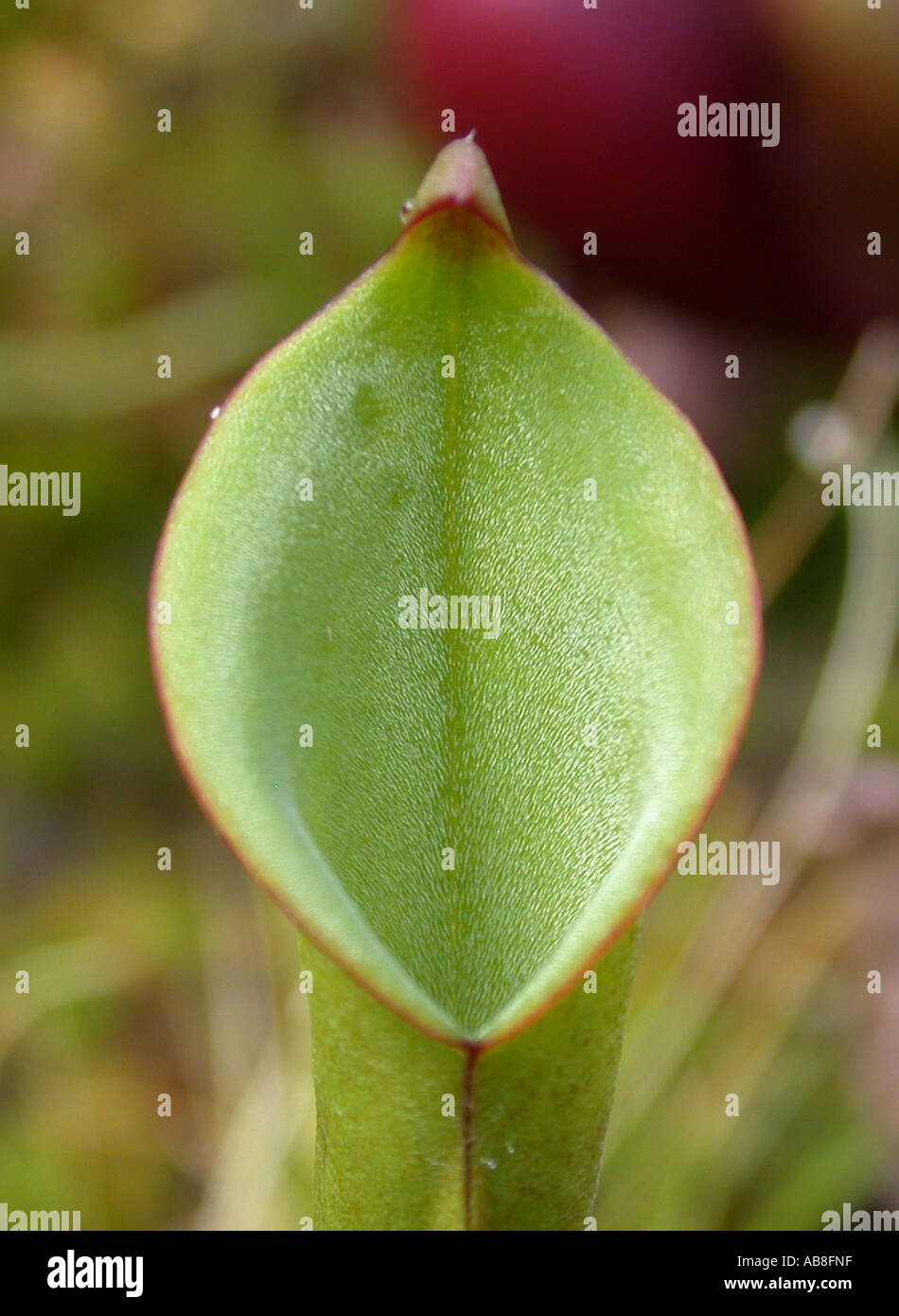 Heliamphora heterodoxa pitcher (soleil), plante carnivore, de la bouche de la cruche piège Banque D'Images