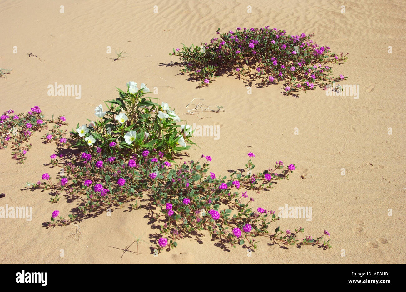 Le sable du désert verveine Abronia villosa et onagre birdcage dans l'Imperial Sand Dunes California USA Banque D'Images