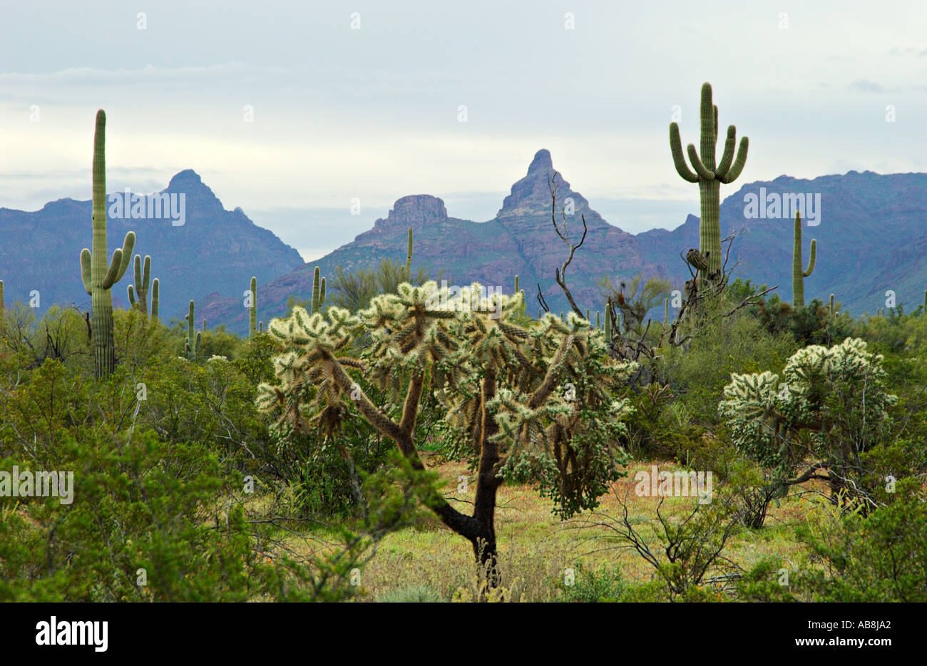 Jardin de cactus en Cactus tuyau d'Organe National Monument Arizona USA Banque D'Images