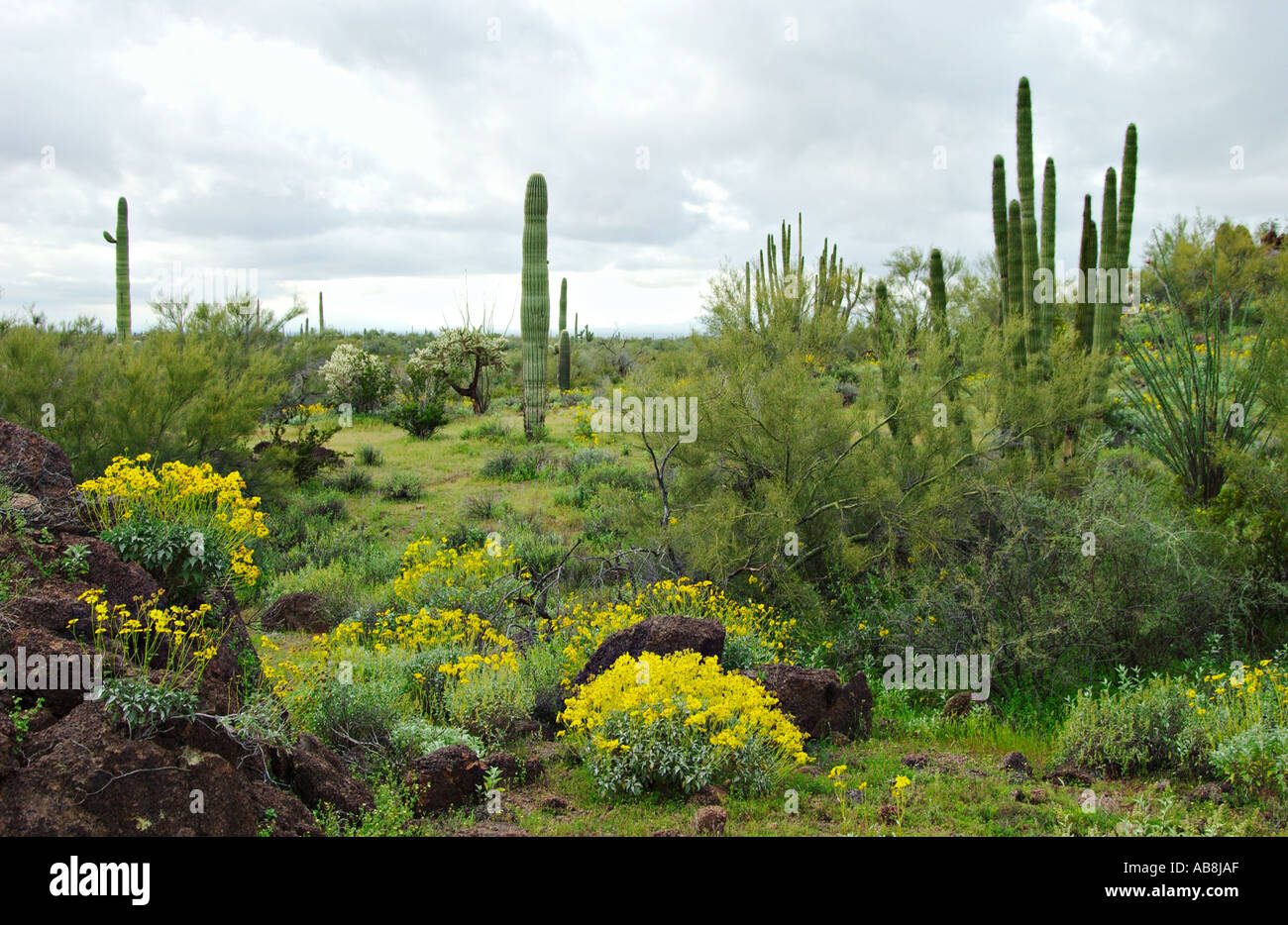 Jardin de cactus et de fleurs sauvages dans la région de Organ Pipe Cactus National Monument Arizona USA Banque D'Images
