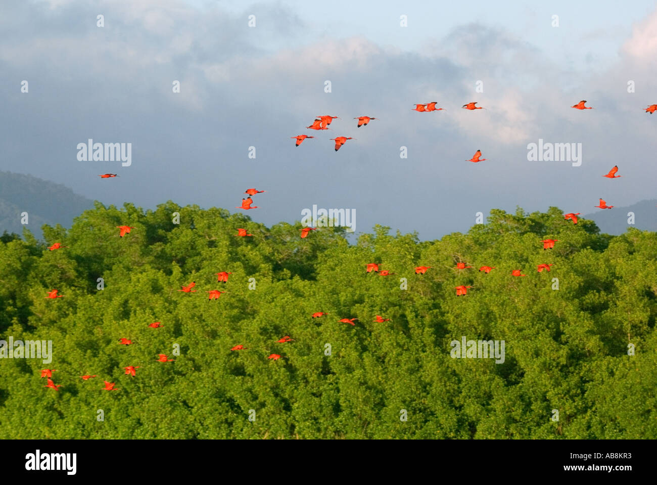 Antilles Trinité Caroni Bird Sanctuary Troupeau de Sarlett Ibis vert voler à travers les palétuviers, dans la lumière du soir Banque D'Images