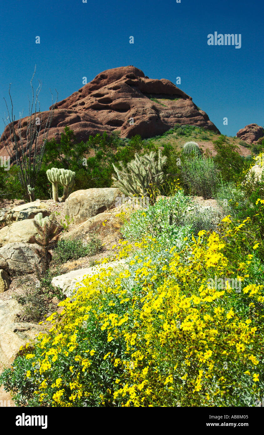 Et Brittlebush cholla cactus dans le désert Jardin Botanique à Phoenix Arizona USA Banque D'Images