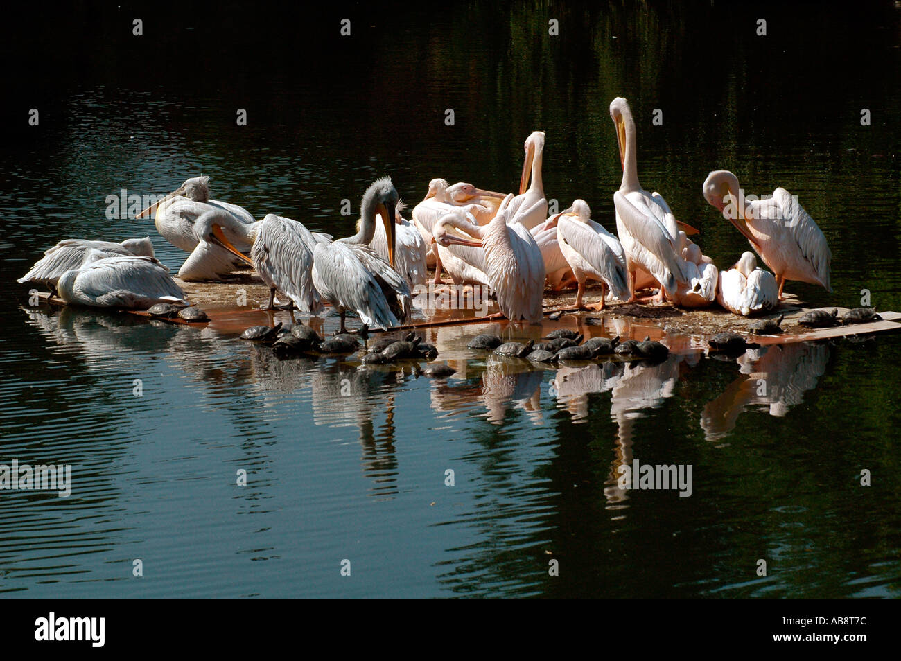 Troupeau de pélicans blancs ou genre Pelecanus perché sur des rochers entourés d'eau dans un lac Banque D'Images