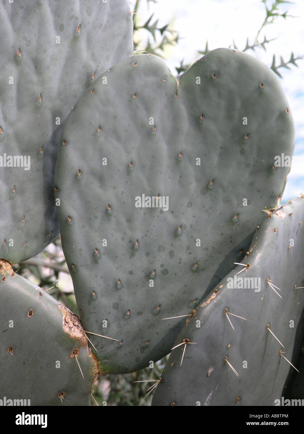 En forme d'coeur Opuntia ficus-indica Banque D'Images