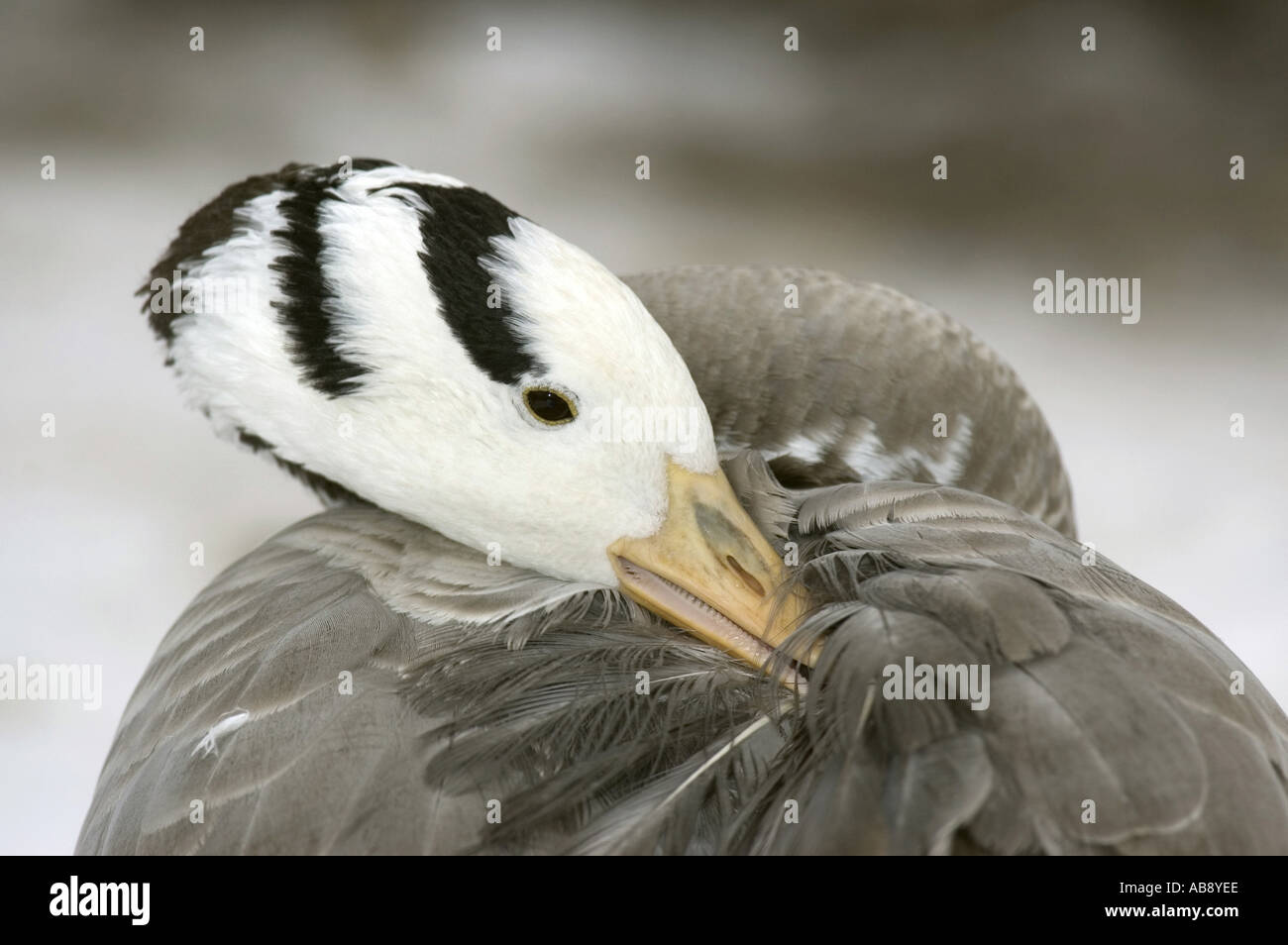 Bar à tête rousse (Anser indicus), le nettoyage des plumes, portrait, Allemagne, Berlin Banque D'Images