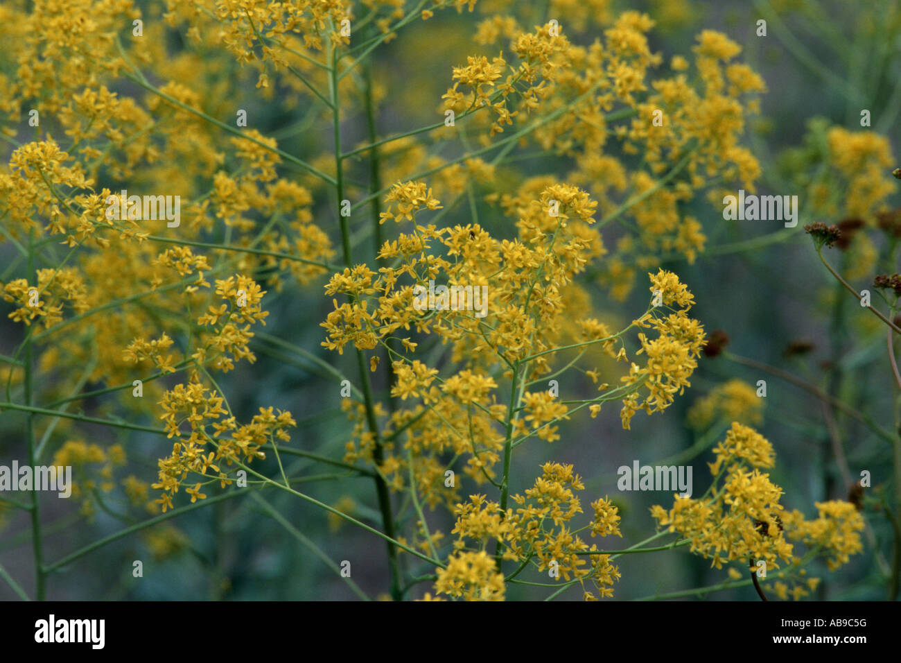 Du sécheur (Isatis tinctoria) guède, vue de fleurs Banque D'Images