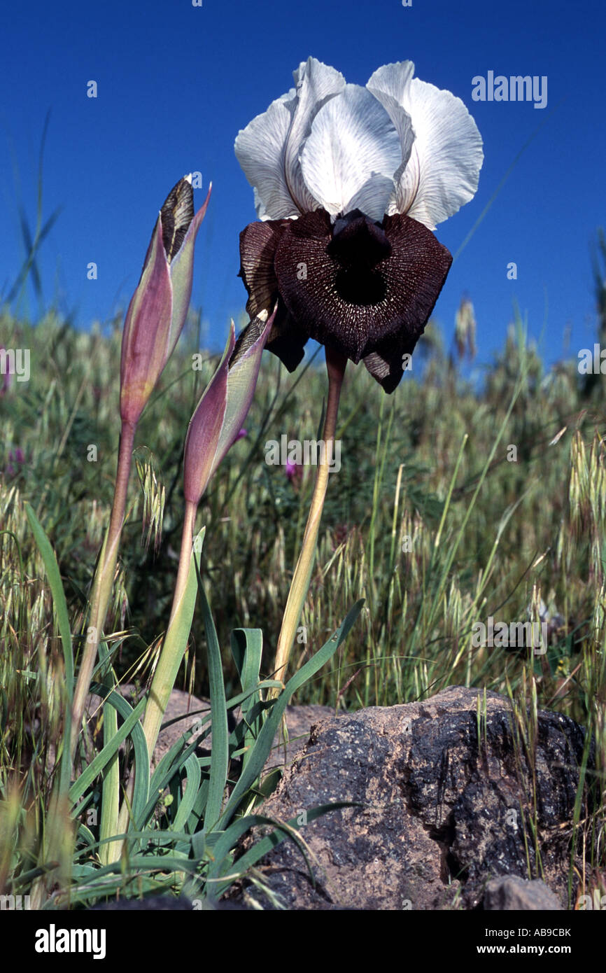 Iris (Iris elegantissima, Iris iberica ssp. elegantissima), lys blanc d'Ararat, Turquie, Ararat Banque D'Images