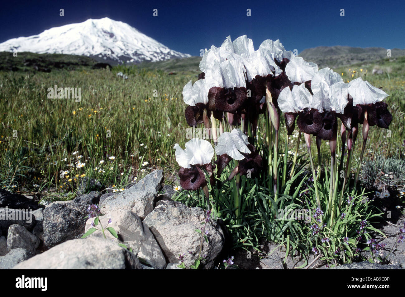 Iris (Iris elegantissima, Iris iberica ssp. elegantissima), lys blanc d'Ararat, Turquie, Ararat Banque D'Images