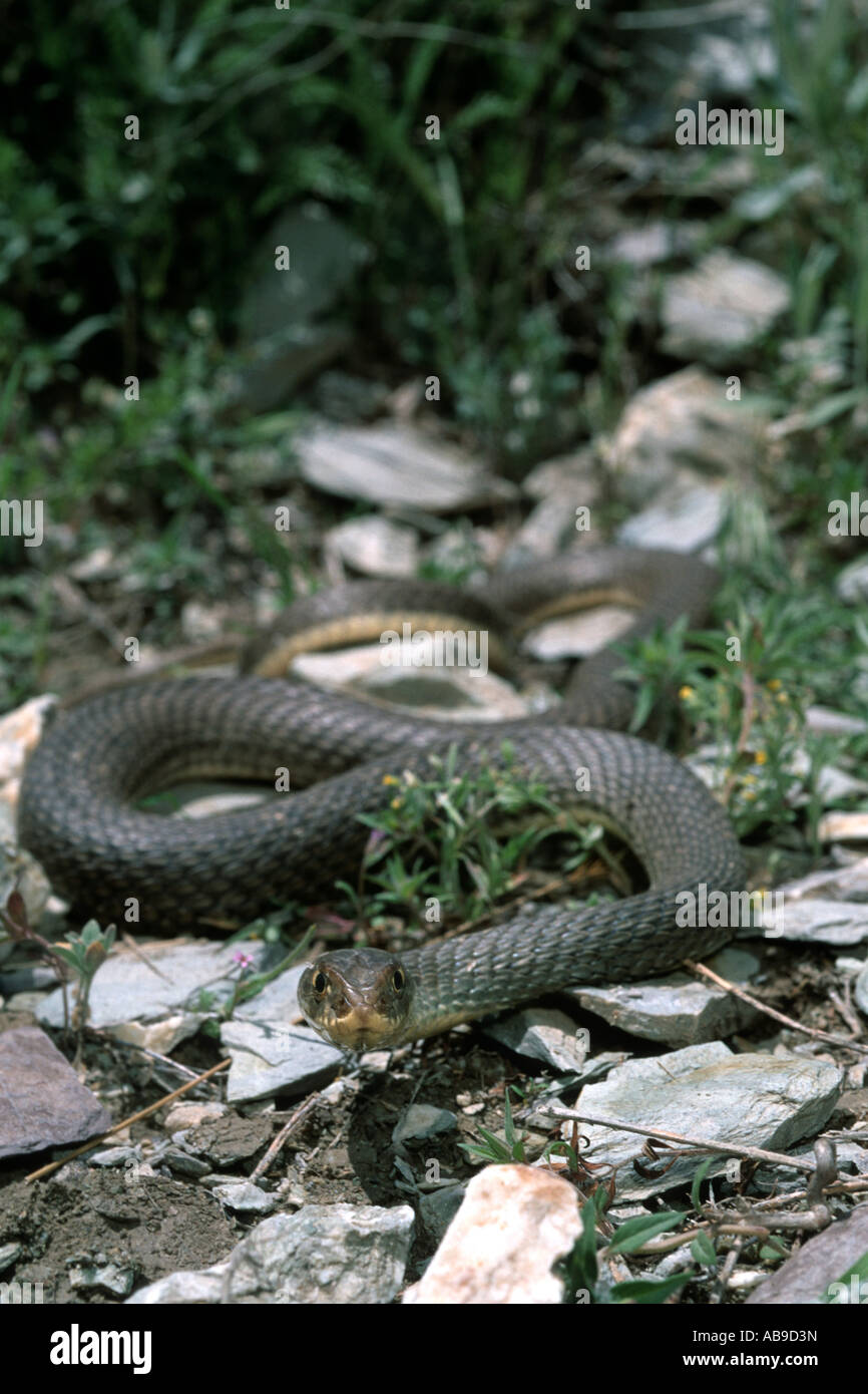 La couleuvre de Montpellier Malpolon monspessulanus insignitus (Malpolon, insignitus), dans l'habitat, de l'Iran, Zagros Banque D'Images