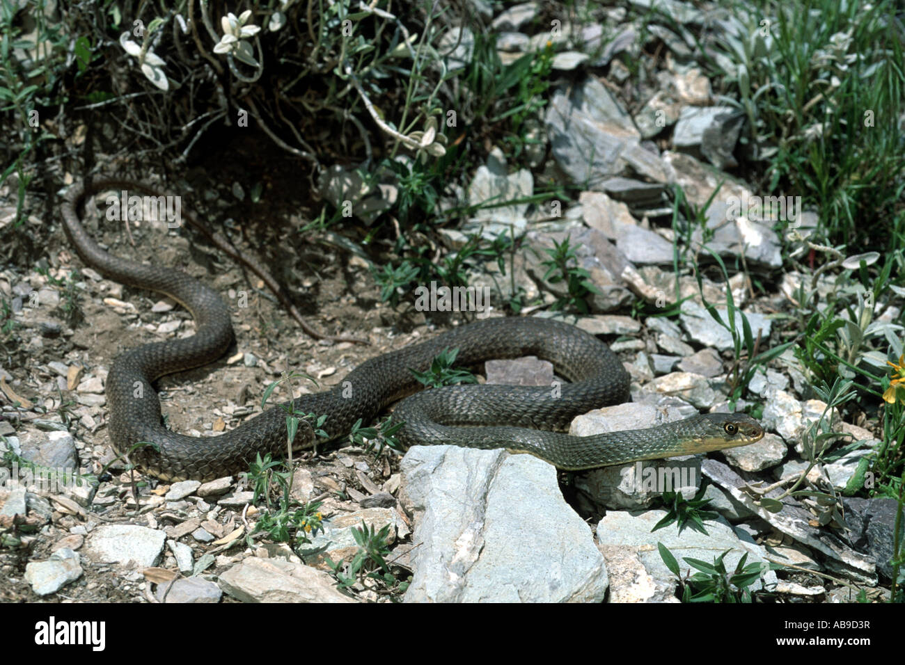 La couleuvre de Montpellier Malpolon monspessulanus insignitus (Malpolon, insignitus), dans l'habitat, de l'Iran, Zagros Banque D'Images