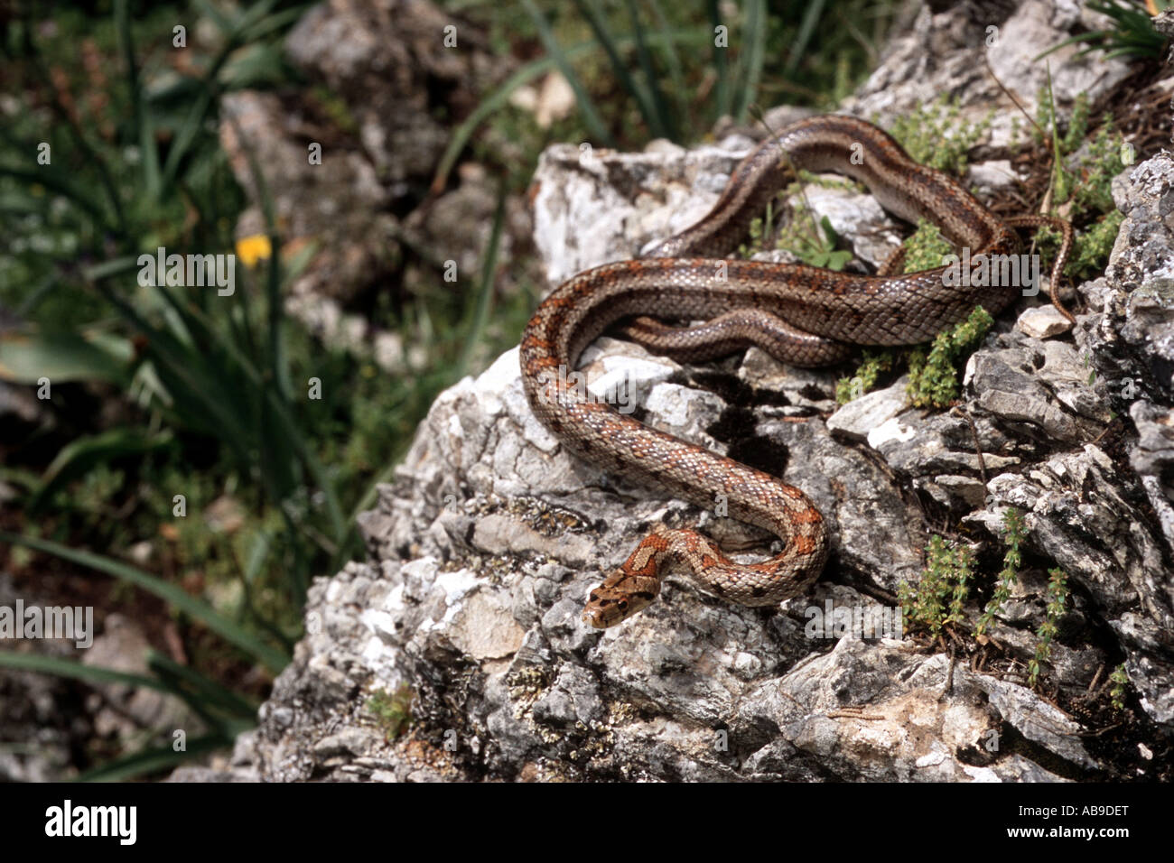 Leopard (Elaphe situla) Snake, sur la roche, Grèce, Rhodes Banque D'Images