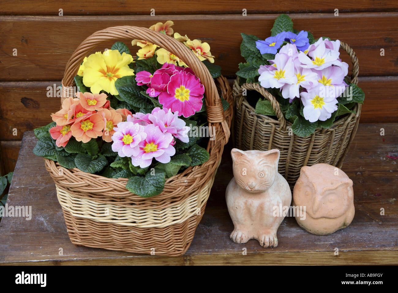 Vrai Français (primrose Primula acaulis, Primula vulgaris), primevères dans panier avec des sols en terre cuite et en terre cuite cat owl Banque D'Images