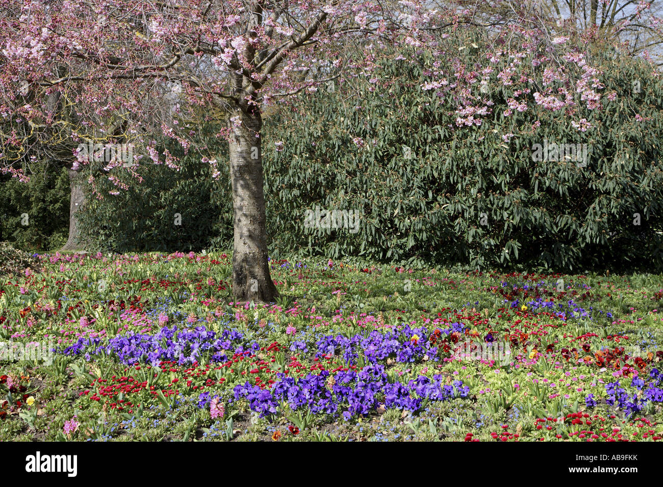 Luisenpark en avril avec des parterres de fleurs d'un cerisier japonais, l'Allemagne, Mannheim Banque D'Images