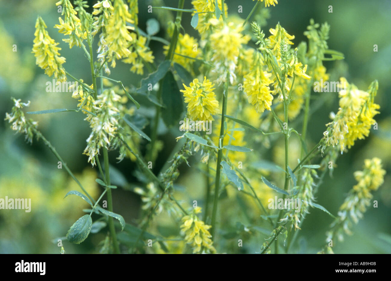 Mélilot commune, nervuré, mélilot mélilot jaune jaune, mélilot (Melilotus officinalis), inflorescences Banque D'Images