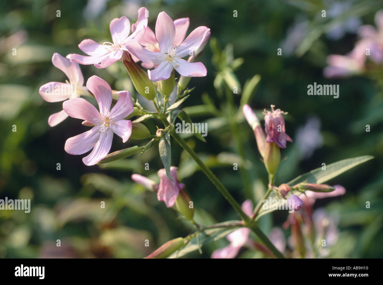 100 graines-pari rebondissant ou SOAPWORT Saponaria officinalis