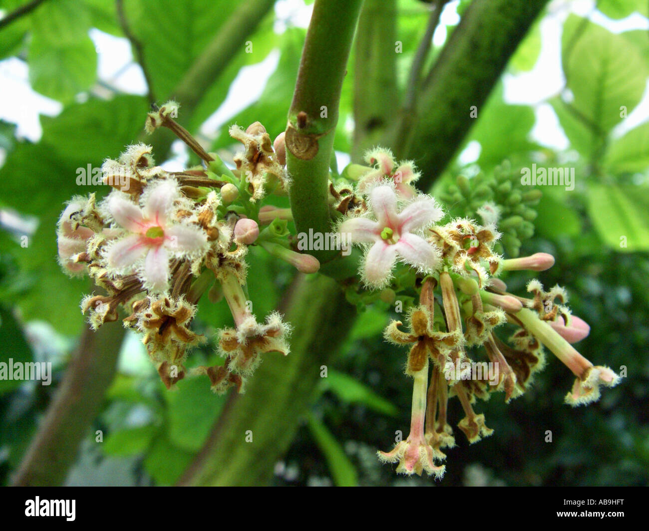 L'écorce péruvienne, la quinine, la quinine, l'écorce de quinine