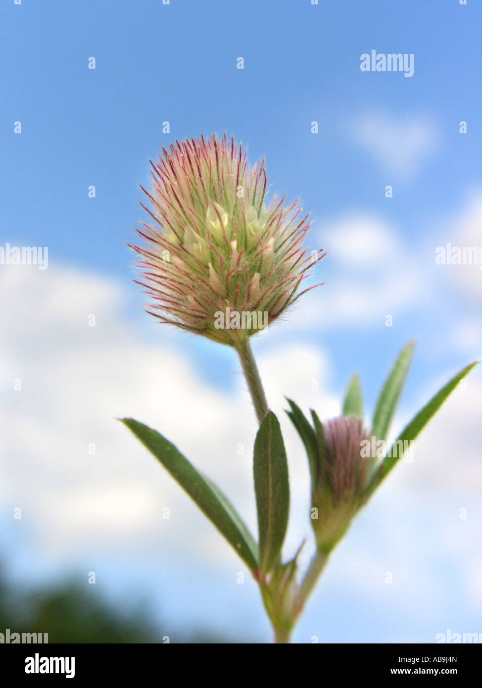 Trèfle pied-lapin, lièvre, trèfle de pierre le trèfle (Trifolium arvense), inflorescence, Allemagne, Hesse Banque D'Images