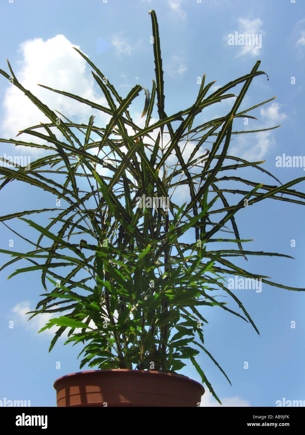 Fausse plante Banque de photographies et d'images à haute résolution - Alamy