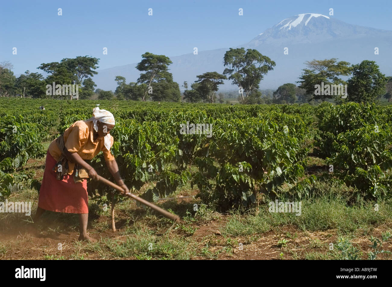 Femme désherber une plantation de café avec une binette - Coffea arabica - région de Kilimandjaro en Tanzanie Banque D'Images