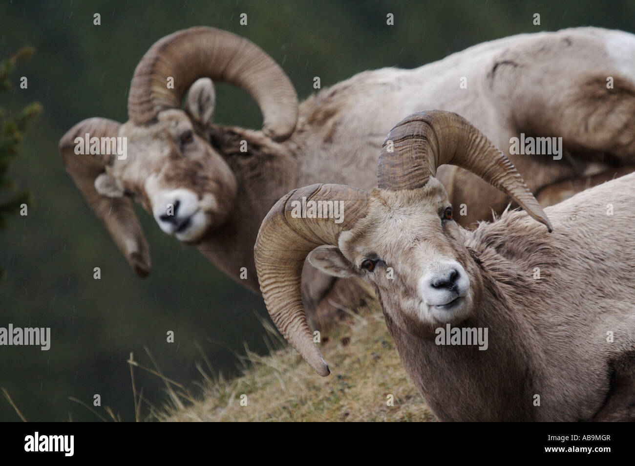 Portrait de la faune : Mountain Sheep/BigHorn Banque D'Images