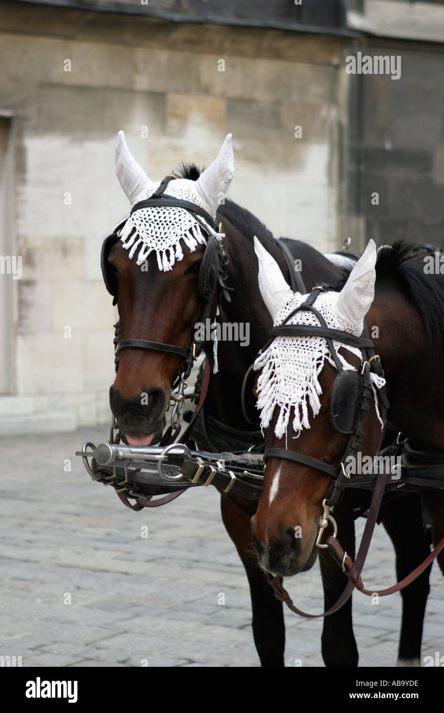 Chevaux avec oreille décorative couvre en calèche de Vienne Vienne Autriche Banque D'Images