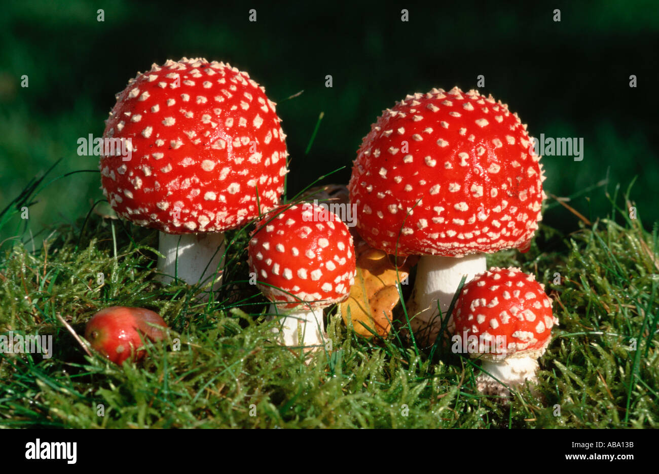 Les jeunes voler Amanita Champignons Schleswig Holstein Allemagne Banque D'Images