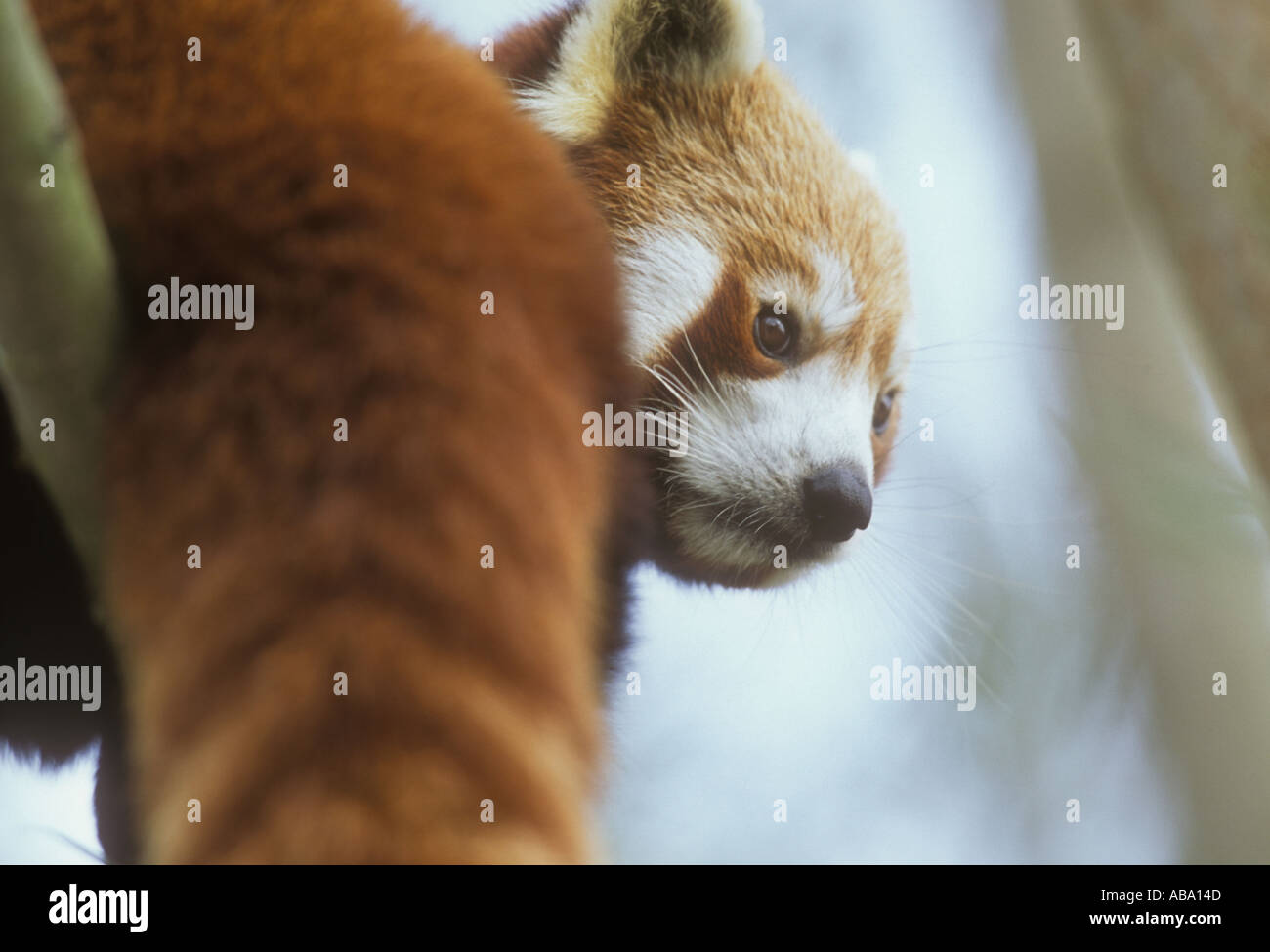 Petit Panda Ailurus fulgens Banque D'Images
