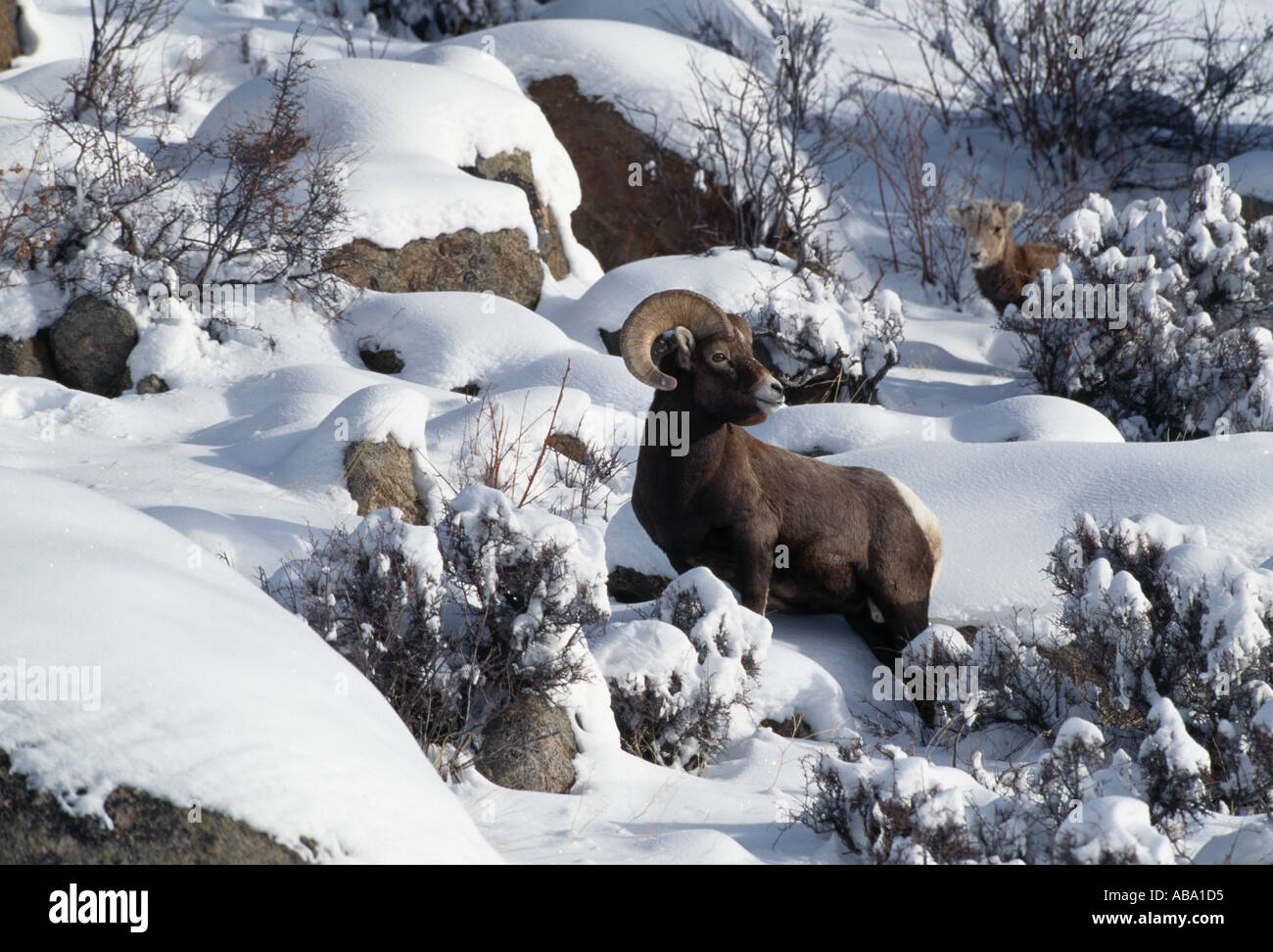 Mouflon d'Ovis canadensis et jeune station enneigée au milieu d'alertes boulder Rocky Mtn l Nat Park CO Banque D'Images