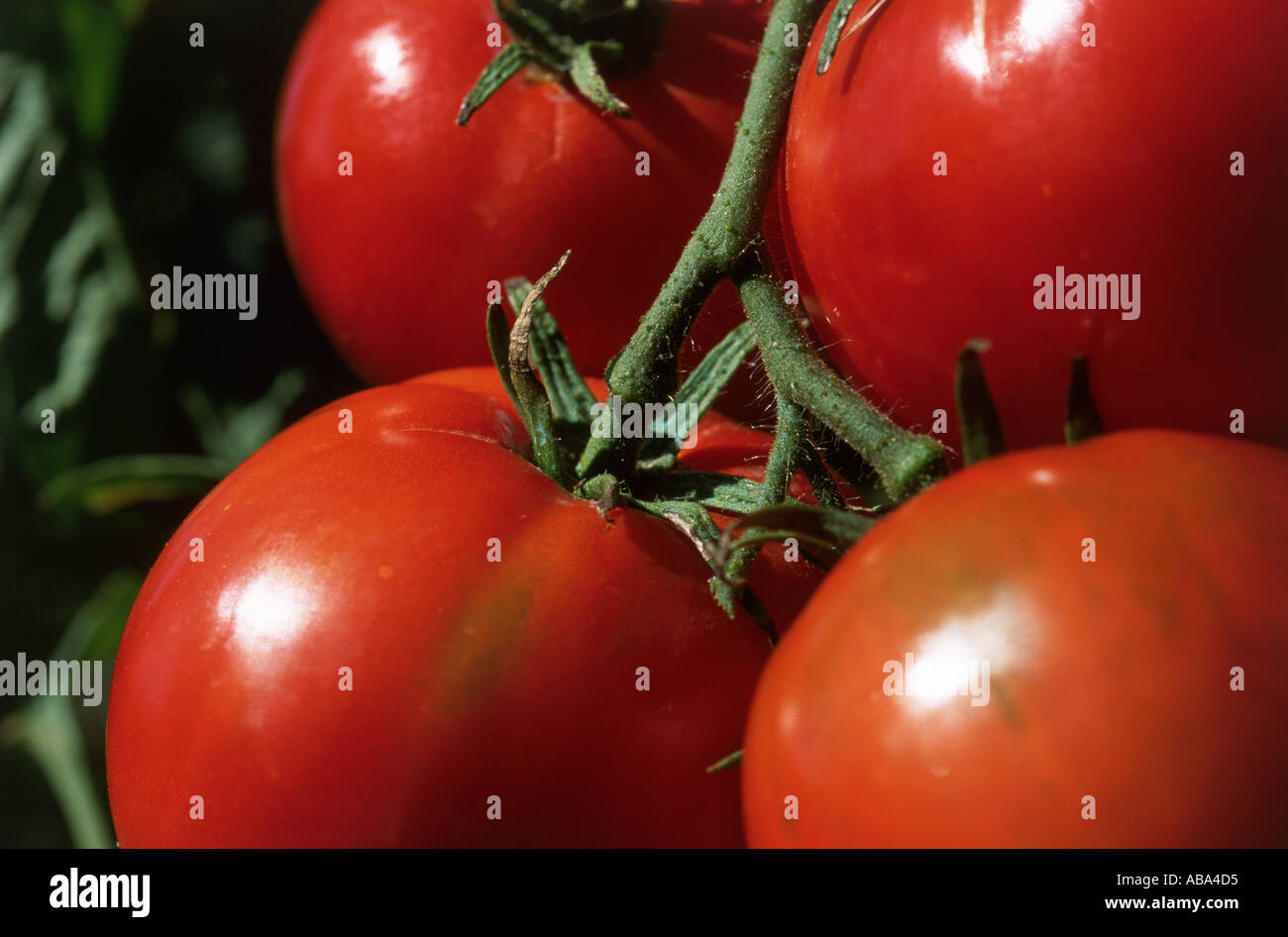 Tomates bien mûres Banque D'Images