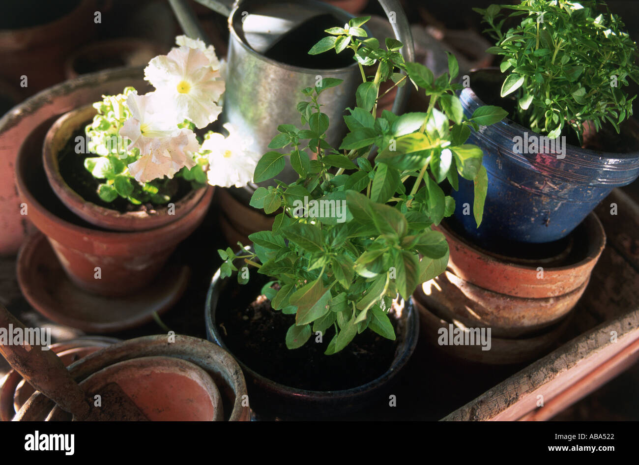 Herbes et fleurs en pot Banque D'Images