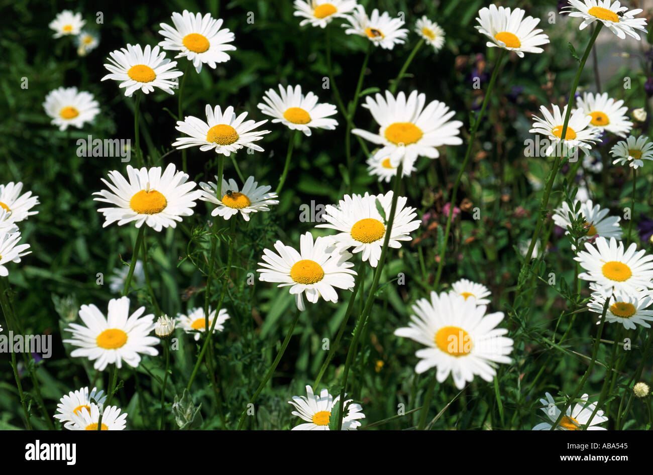 Marguerites Banque D'Images