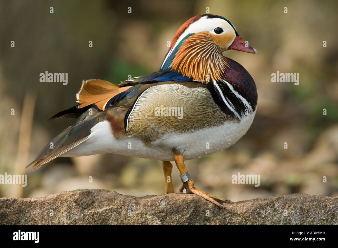 Canard mandarin (Aix galericulata) hommes debout sur la roche Martin simple Wildfowl and Wetlands Trust Burscough Lancashire Banque D'Images