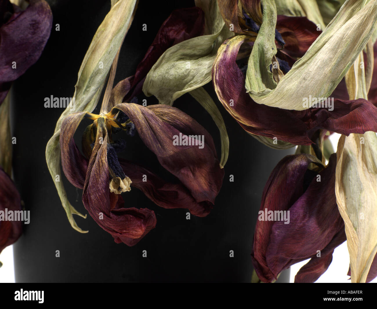 Tulipes morte la décoloration dans un vase Banque D'Images