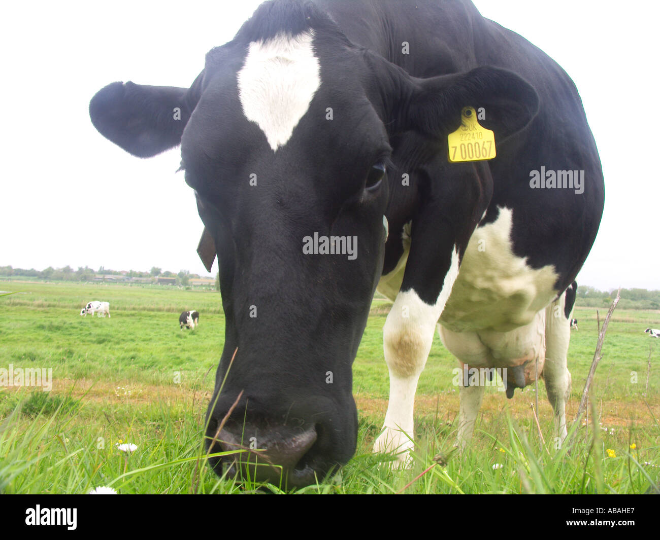 Vache noir et blanc à la tête) close up Banque D'Images