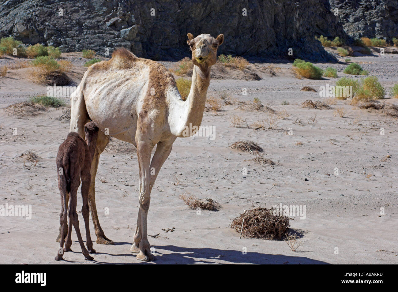 Mère suckling baby camel tôt le matin à Wadi el Gemal Parc National Mer Rouge Egypte Banque D'Images