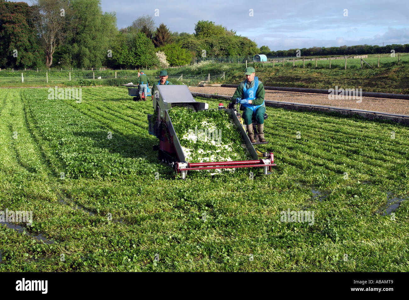 Le cresson de l'agriculture. Sur travail de la récolteuse cress lits dans le sud de l'Angleterre Hampshire Royaume-Uni UK Banque D'Images