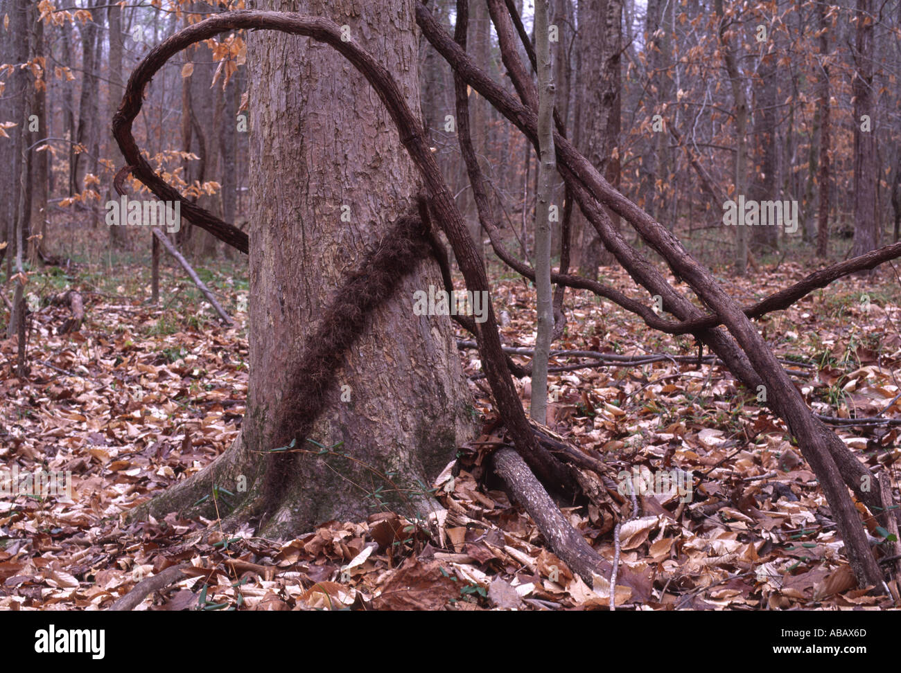 Tronc de l'arbre et la vigne dans une forêt d'hiver Virginia USA Banque D'Images