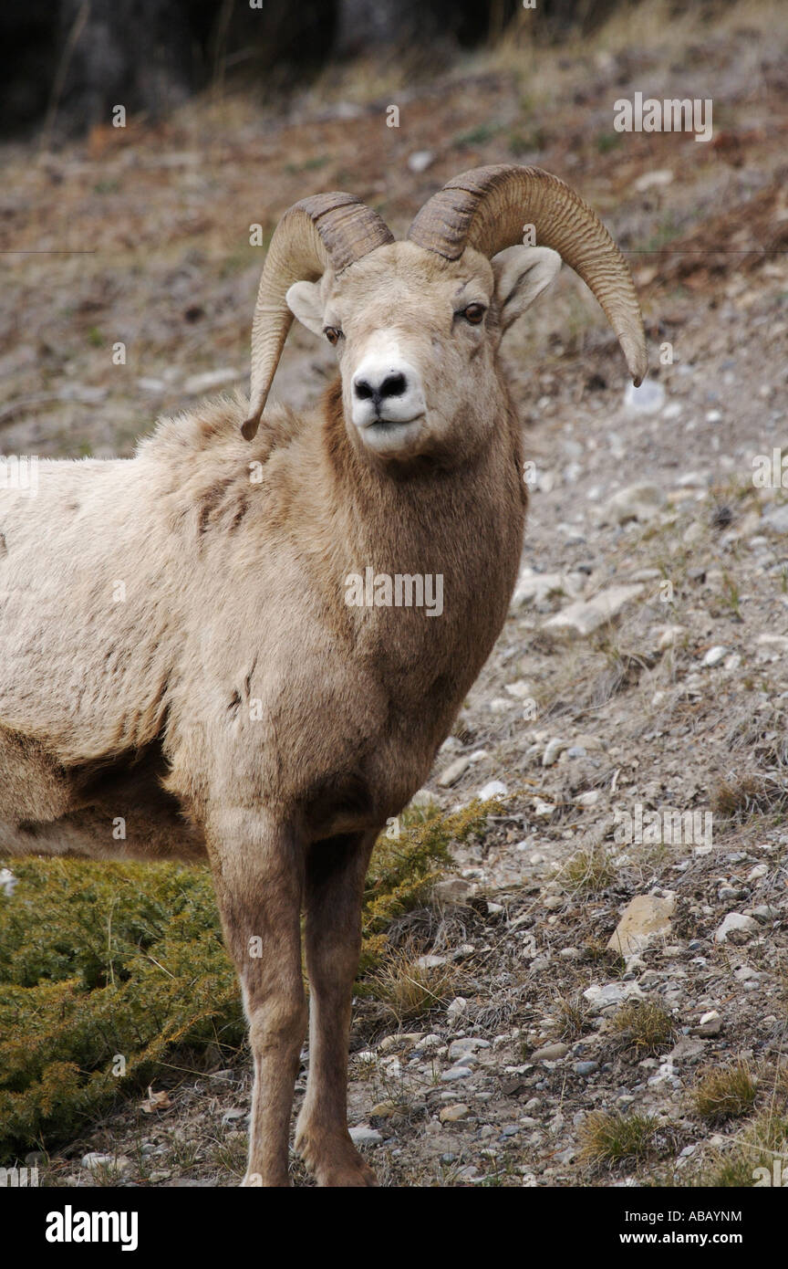 Portrait de la faune : Mountain Sheep/BigHorn Banque D'Images