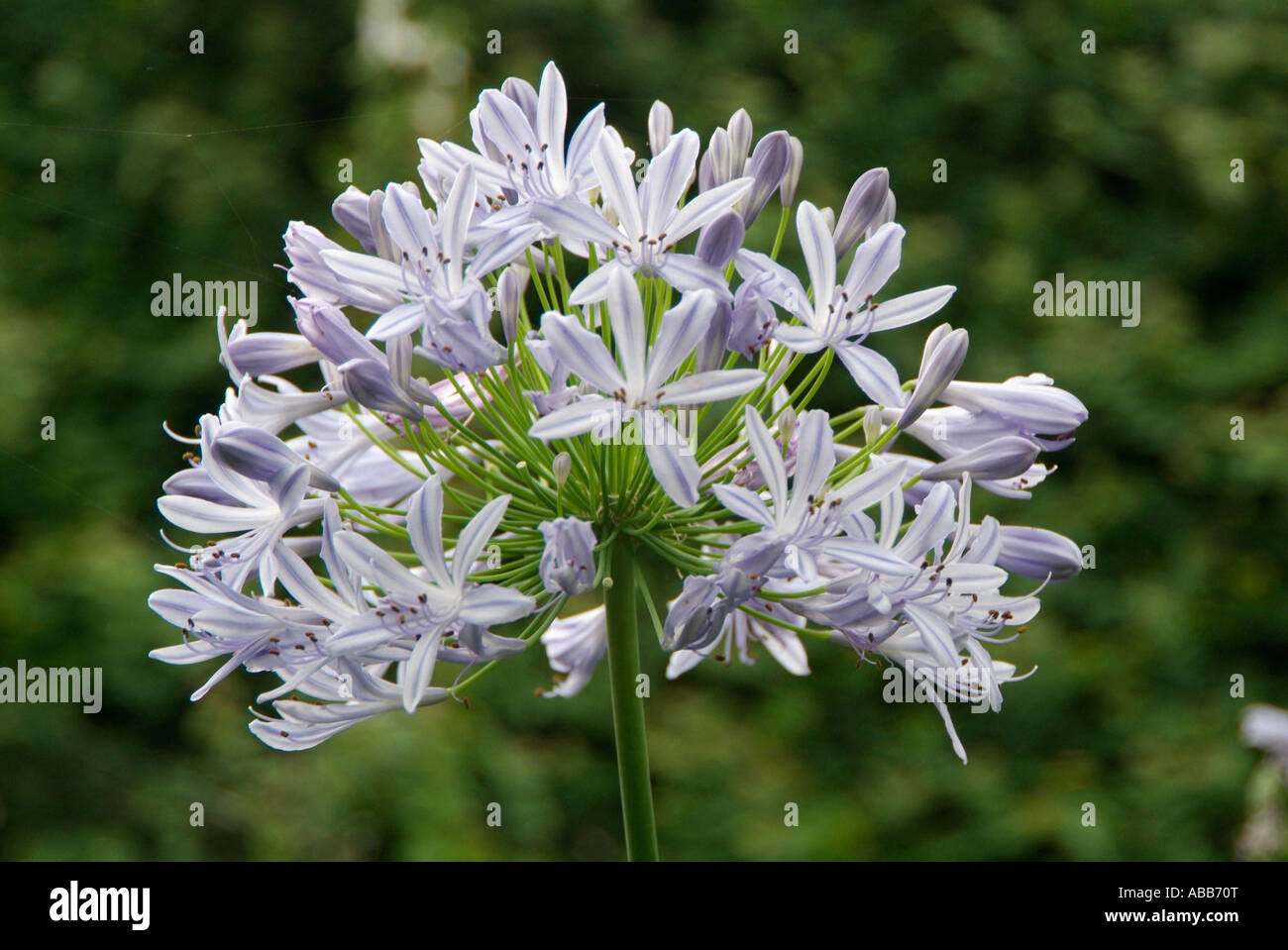Agapanthus blossom botanique fermer macro close-up closeup fleur pétale étamine anthère bractée flowerhead plante jardin botanique de literie c Banque D'Images